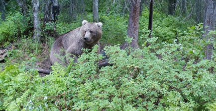 Alaska Baited Brown Bear Hunting