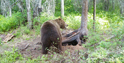 Baited Brown Bear Hunts