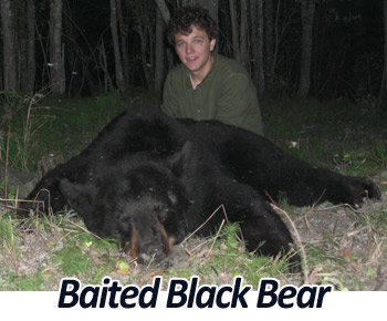 Baited Black Bear Hunting