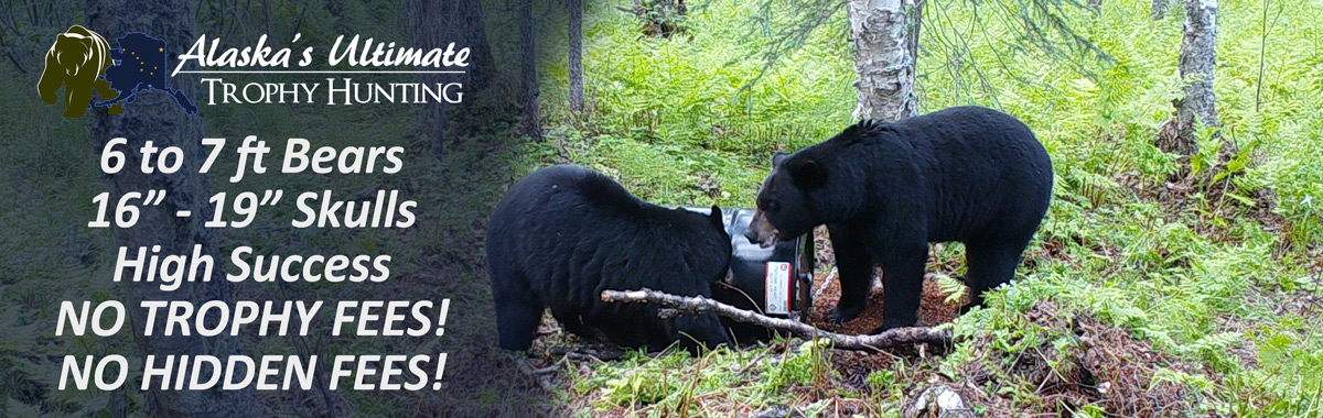 Baited Black Hunting Alaska