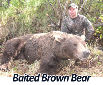 Baited Brown Bear Hunting Alaska