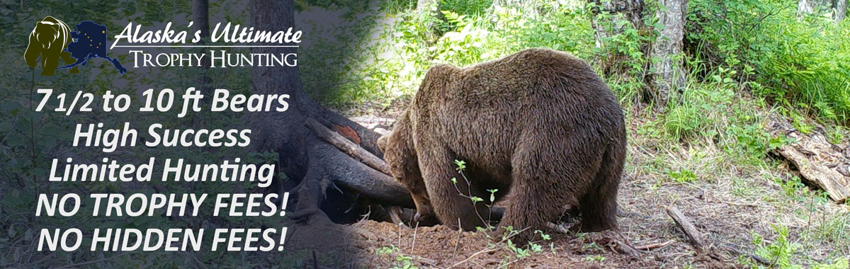 Baited Brown Bear Hunting Alaska