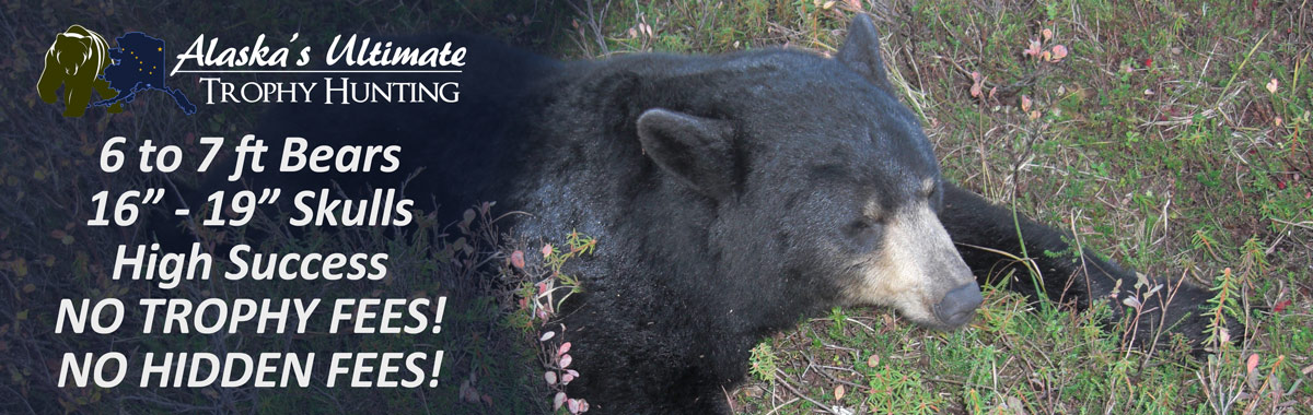 Black Bear Hunting Alaska