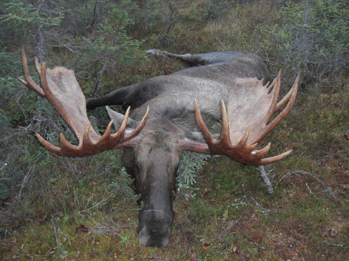Alaska Moose Hunting Success